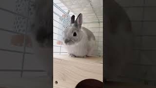 前足をしまったのに後ろ足をしまい忘れたうさぎ #うさぎ #bunny #ネザーランドドワーフ