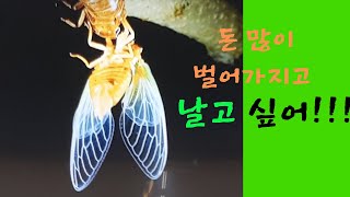 159회 싫증을 잘내는 사주 다물사주 청암 김석택010.3593.8251