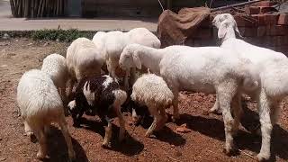 7797624058 turki dumba farm kaliachak turki dumba farm malda turki dumba farm turki dumba sheep 🐑 An