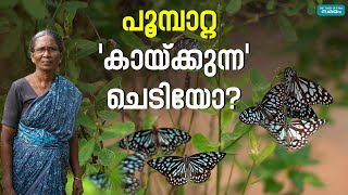 Butterfly Plant: പൂമ്പാറ്റ നിറഞ്ഞ കിലുക്കാംപെട്ടി ചെടി!