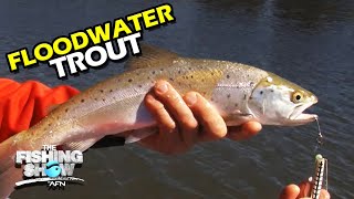 Eildon Floodwater Trout