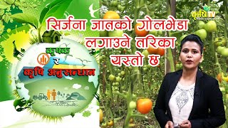 सिर्जना जातको गोलभेडा खेती गर्ने तरिका  || कृषक र कृषि अनुसन्धान || Krishi Television HD