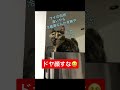 冷蔵庫昇ってドヤ顔の猫