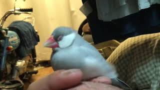 シルバー文鳥 もち寝  もち