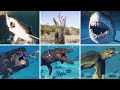 ALL AQUATIC FEEDING - Jurassic World Evolution 2