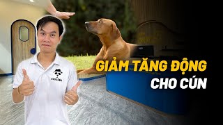 Cách giảm tăng động cho cún | Cách huấn luyện chó cơ bản BossDog | Potty training