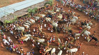 Aalampadi Madu mallai 🐂🥳|| ஆலம்பாடி மாடு மாலை திருவிழா💥🤩 || Maalai Festival || Mr Drone Shooter