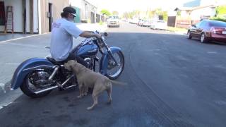 Hunting Harley's, 1980 FXWG Custom