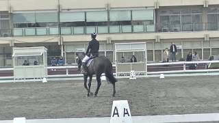 2016.11.26 第1回関東学生馬術男子競技大会 馬場馬術競技 岩﨑星斗 ケイラーデンジル号