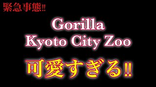 Gorilla_ゴリラ(京都市動物園)