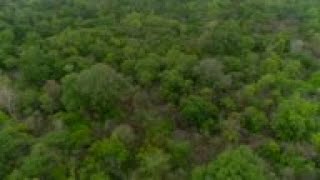 Laser technology maps hidden temple under jungle canopy