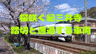 【JR西日本】桜咲く紀三井寺駅付近