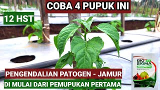 COBA 4 PUPUK INI !! CARA MENGENDALIKAN PATOGEN DI MULAI DARI PEMUPUKAN PERTANA