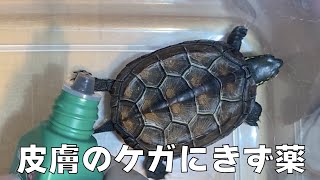 ＜やや傷口注意＞【クサガメ子亀】 皮膚のケガにイソジンきず薬を塗布