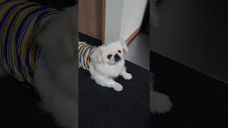 ペキニーズ（犬）ペコの食後のルーティン フルバージョン #shorts #ペキニーズ #犬 #pekingese #dog