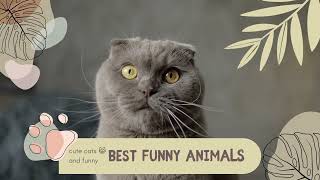 Funny Animals 7 Intro chaíne