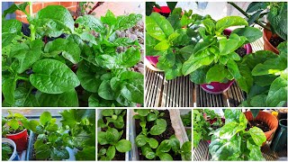 How To Grow Malabar Spinach || Shokher Bagan UK 2023