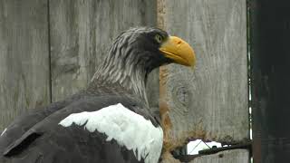 オオワシ と オジロワシ (釧路市動物園) 2019年7月4日