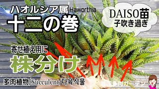 ハオルシア「十二の巻」株分け　＃DAISO苗　＃Succlent　＃多肉植物