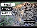 South African Safari (Sabi Sands & Kruger National Park)