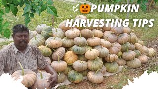 🎃🎃Pumpkin Harvesting Tips 2023 | Tamil Nadu Farming Techniques, Tricks \u0026 Insights