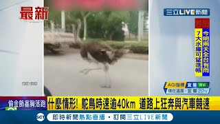 #國際快訊 驚奇場面！中國河北鴕鳥道路上狂奔與汽車競速 時數超過40公里達到一般道路最高速限│【國際大現場】20210425│三立新聞台