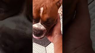 “Scratch a dog and you’ll find a permanent job.”|Max Boxer03|Boxer Dog|Boxer Dog Malayalam|Pet Dog