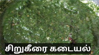 சுவையான சிறுகீரை கடையல் செய்வது எப்படி / sirukeerai masiyal recipe in tamil / sirukeerai kadaiyal.