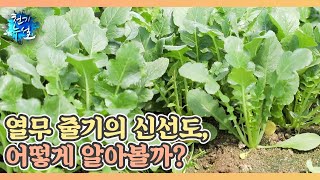 열무 줄기의 신선도, 어떻게 알아볼까? (ft. 열무 보관법) MBN 220527 방송