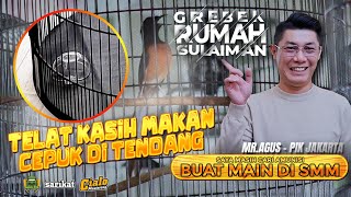 GREBEK RUMAH SULAIMAN BARENG OWNER BARUNYA...❗❗❗ BANYAK KEUNIKAN DI BURUNG MOBILAN YANG SATU INI.