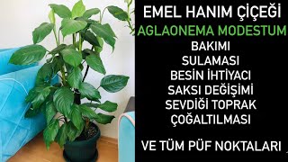 Aglaonema modestum - Emel hanım çiçeği en dayanıklı süs bitkisi salon çiçeği