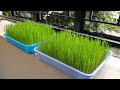 how to grow wheatgrass at home without soil wheat grass grow in telugu godhuma gaddi pempakam