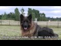 Kraftwerk K9 demonstrates obedience and agility with a trained male German Shepherds for sale