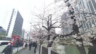 【4K散歩動画】Cherry Blossoms Sotobori park 外濠公園　桜並木　市ヶ谷から飯田橋　散歩 　PIMI PALM2 pro で撮影4K30P