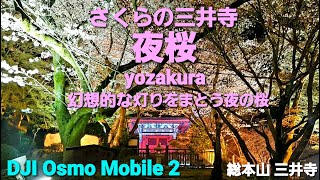 さくらの三井寺 夜桜　yozakura 幻想的な灯りをまとう夜の桜