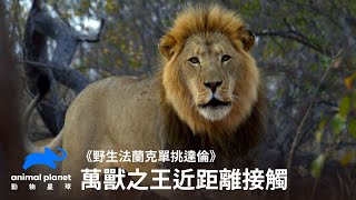 【請勿模仿】與萬獸之王的近距離接觸｜野生法蘭克單挑達倫｜動物星球頻道