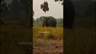 Elephant Terror In Talcher, Massive Crop Damaged