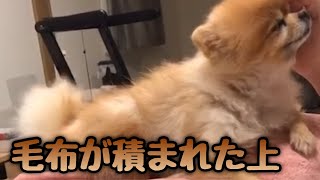 [ポメラニアン犬]高く積まれた毛布の上に乗るポメラニアン