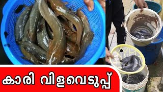 കാരി വിളവെടുപ്പ് Kaari fish Harvesting