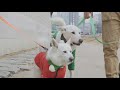 hidden view korean dog edition