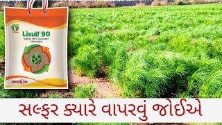 જીરા મા સલ્ફર ક્યારે અને કેવી રીતે આપવું | Litmas 90 sulfur fertilizer | khedutheart