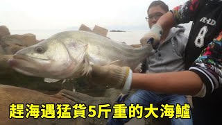 小漁趕海遇猛貨，5斤重的海鱸帶回家，野生生蠔足足兩桶太過癮【漁小仙】