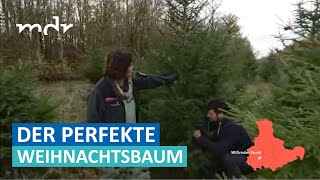 Weihnachtsbäume selbst schlagen im Thüringenforst | MDR um Zwei | MDR