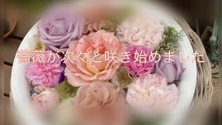 【陸の孤島暮らし22】ガーデニング/香りのある薔薇/同居長男の嫁