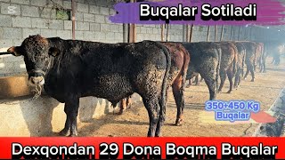 Dexqondan 29Dona Tanlab Olishga Buqalar Sotiladi 27-dekabr, 2024