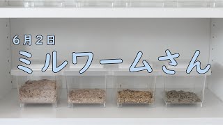 【今月のミルワームさん】どの床材で飼育するのが一番繁殖するかを検証します♪駄菓子屋トカゲのおっさん Candy store! Gecko`s Uncle