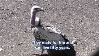 Princess, a Ruppell's Griffon Vulture, at the Utica Zoo in Utica, New York 06052014