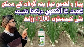 Excellent Onion Production. پیاز اور لہسن   اگائیں بنا گوڈی