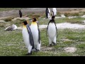 king penguin courtship behavior