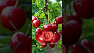 Red cherries #yummy #shorts